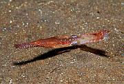 43 Robust Ghostpipefish